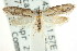  ( - CCDB-15782-G01)  @13 [ ] CreativeCommons - Attribution (2011) ANIC/CBG Photography Group Centre for Biodiversity Genomics