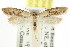  ( - CCDB-15782-G12)  @12 [ ] CreativeCommons - Attribution (2011) ANIC/CBG Photography Group Centre for Biodiversity Genomics