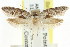  ( - CCDB-15782-H01)  @12 [ ] CreativeCommons - Attribution (2011) ANIC/CBG Photography Group Centre for Biodiversity Genomics