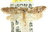  ( - CCDB-15782-H04)  @12 [ ] CreativeCommons - Attribution (2011) ANIC/CBG Photography Group Centre for Biodiversity Genomics