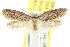  ( - CCDB-15783-A04)  @12 [ ] CreativeCommons - Attribution (2011) ANIC/CBG Photography Group Centre for Biodiversity Genomics