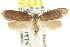  ( - CCDB-15783-A11)  @12 [ ] CreativeCommons - Attribution (2011) ANIC/CBG Photography Group Centre for Biodiversity Genomics