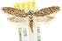  ( - CCDB-15783-C02)  @13 [ ] CreativeCommons - Attribution (2011) ANIC/CBG Photography Group Centre for Biodiversity Genomics