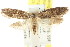  ( - CCDB-15783-C03)  @11 [ ] CreativeCommons - Attribution (2011) ANIC/CBG Photography Group Centre for Biodiversity Genomics