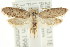  ( - CCDB-15783-C05)  @11 [ ] CreativeCommons - Attribution (2011) ANIC/CBG Photography Group Centre for Biodiversity Genomics