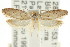  ( - CCDB-15783-C06)  @12 [ ] CreativeCommons - Attribution (2011) ANIC/CBG Photography Group Centre for Biodiversity Genomics