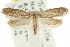  (Telanepsia mobilis - CCDB-15783-C07)  @14 [ ] CreativeCommons - Attribution (2011) ANIC/CBG Photography Group Centre for Biodiversity Genomics