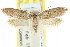  ( - CCDB-15783-C09)  @13 [ ] CreativeCommons - Attribution (2011) ANIC/CBG Photography Group Centre for Biodiversity Genomics
