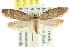  ( - CCDB-15783-D04)  @13 [ ] CreativeCommons - Attribution (2011) ANIC/CBG Photography Group Centre for Biodiversity Genomics