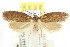  ( - CCDB-15783-D07)  @11 [ ] CreativeCommons - Attribution (2011) ANIC/CBG Photography Group Centre for Biodiversity Genomics