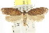  ( - CCDB-15783-D08)  @13 [ ] CreativeCommons - Attribution (2011) ANIC/CBG Photography Group Centre for Biodiversity Genomics