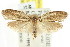  ( - CCDB-15783-D09)  @12 [ ] CreativeCommons - Attribution (2011) ANIC/CBG Photography Group Centre for Biodiversity Genomics