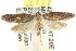  ( - CCDB-15783-E04)  @12 [ ] CreativeCommons - Attribution (2011) ANIC/CBG Photography Group Centre for Biodiversity Genomics
