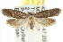  ( - CCDB-15783-E05)  @12 [ ] CreativeCommons - Attribution (2011) ANIC/CBG Photography Group Centre for Biodiversity Genomics