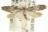  ( - CCDB-15784-A01)  @13 [ ] CreativeCommons - Attribution (2011) ANIC/CBG Photography Group Centre for Biodiversity Genomics