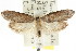  ( - CCDB-15784-B02)  @12 [ ] CreativeCommons - Attribution (2011) ANIC/CBG Photography Group Centre for Biodiversity Genomics