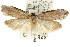  ( - CCDB-15784-B03)  @11 [ ] CreativeCommons - Attribution (2011) ANIC/CBG Photography Group Centre for Biodiversity Genomics
