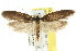  (Telanepsia sp. ANIC44 - CCDB-15784-B06)  @13 [ ] CreativeCommons - Attribution (2011) ANIC/CBG Photography Group Centre for Biodiversity Genomics