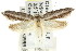  ( - CCDB-15784-C01)  @12 [ ] CreativeCommons - Attribution (2011) ANIC/CBG Photography Group Centre for Biodiversity Genomics