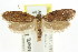 ( - CCDB-15784-C03)  @13 [ ] CreativeCommons - Attribution (2011) ANIC/CBG Photography Group Centre for Biodiversity Genomics
