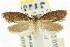  ( - CCDB-15784-C04)  @12 [ ] CreativeCommons - Attribution (2011) ANIC/CBG Photography Group Centre for Biodiversity Genomics