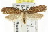  ( - CCDB-15784-C05)  @13 [ ] CreativeCommons - Attribution (2011) ANIC/CBG Photography Group Centre for Biodiversity Genomics