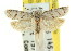  ( - CCDB-15784-E07)  @13 [ ] CreativeCommons - Attribution (2011) ANIC/CBG Photography Group Centre for Biodiversity Genomics