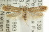  ( - CCDB-15784-E11)  @11 [ ] CreativeCommons - Attribution (2011) ANIC/CBG Photography Group Centre for Biodiversity Genomics