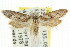  ( - CCDB-15784-G12)  @13 [ ] CreativeCommons - Attribution (2011) ANIC/CBG Photography Group Centre for Biodiversity Genomics