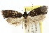  ( - CCDB-15786-F06)  @13 [ ] CreativeCommons - Attribution (2011) ANIC/CBG Photography Group Centre for Biodiversity Genomics