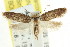  ( - CCDB-15788-B10)  @11 [ ] CreativeCommons - Attribution (2011) ANIC/CBG Photography Group Centre for Biodiversity Genomics