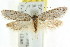 (Phryganeutis sp. ANIC1 - CCDB-15788-D06)  @11 [ ] CreativeCommons - Attribution (2011) ANIC/CBG Photography Group Centre for Biodiversity Genomics