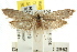  ( - CCDB-15788-D10)  @11 [ ] CreativeCommons - Attribution (2011) ANIC/CBG Photography Group Centre for Biodiversity Genomics