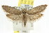  ( - CCDB-15788-D12)  @11 [ ] CreativeCommons - Attribution (2011) ANIC/CBG Photography Group Centre for Biodiversity Genomics