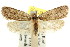  (Acantholena hiemalis - CCDB-15788-F02)  @13 [ ] CreativeCommons - Attribution (2011) ANIC/CBG Photography Group Centre for Biodiversity Genomics