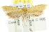  ( - CCDB-15788-G12)  @12 [ ] CreativeCommons - Attribution (2011) ANIC/CBG Photography Group Centre for Biodiversity Genomics