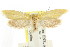  ( - CCDB-15788-H02)  @12 [ ] CreativeCommons - Attribution (2011) ANIC/CBG Photography Group Centre for Biodiversity Genomics