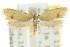  ( - CCDB-15789-E12)  @13 [ ] CreativeCommons - Attribution (2011) ANIC/CBG Photography Group Centre for Biodiversity Genomics