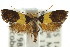  ( - CCDB-15789-F10)  @13 [ ] CreativeCommons - Attribution (2011) ANIC/CBG Photography Group Centre for Biodiversity Genomics