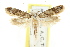  ( - CCDB-15790-G12)  @14 [ ] CreativeCommons - Attribution (2011) ANIC/CBG Photography Group Centre for Biodiversity Genomics
