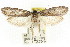  ( - CCDB-15790-H10)  @14 [ ] CreativeCommons - Attribution (2011) ANIC/CBG Photography Group Centre for Biodiversity Genomics