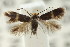  ( - CCDB-15791-G10)  @11 [ ] CreativeCommons - Attribution (2011) ANIC/CBG Photography Group Centre for Biodiversity Genomics