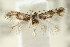  ( - CCDB-15791-H08)  @11 [ ] CreativeCommons - Attribution (2011) ANIC/CBG Photography Group Centre for Biodiversity Genomics