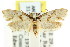 ( - CCDB-15792-B06)  @13 [ ] CreativeCommons - Attribution (2011) ANIC/CBG Photography Group Centre for Biodiversity Genomics