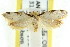  ( - CCDB-15792-C10)  @11 [ ] CreativeCommons - Attribution (2011) ANIC/CBG Photography Group Centre for Biodiversity Genomics