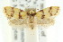  ( - CCDB-15792-D03)  @11 [ ] CreativeCommons - Attribution (2011) ANIC/CBG Photography Group Centre for Biodiversity Genomics