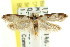  ( - CCDB-15792-E07)  @11 [ ] CreativeCommons - Attribution (2011) ANIC/CBG Photography Group Centre for Biodiversity Genomics