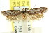  ( - CCDB-15792-E09)  @11 [ ] CreativeCommons - Attribution (2011) ANIC/CBG Photography Group Centre for Biodiversity Genomics