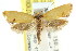  ( - CCDB-15792-F02)  @14 [ ] CreativeCommons - Attribution (2011) ANIC/CBG Photography Group Centre for Biodiversity Genomics