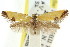  ( - CCDB-15792-F03)  @11 [ ] CreativeCommons - Attribution (2011) ANIC/CBG Photography Group Centre for Biodiversity Genomics